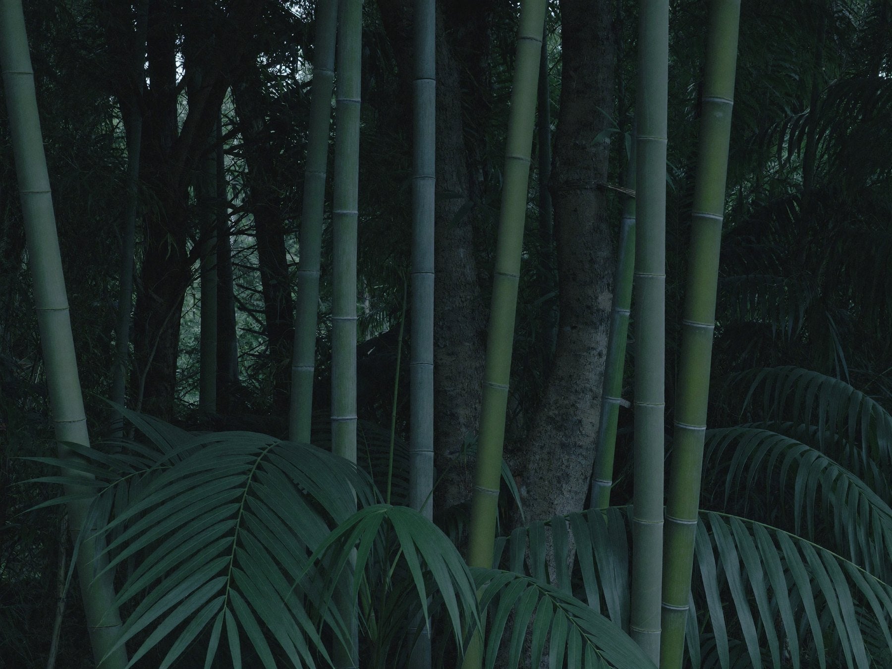 BAMBUM bamboo grove